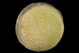 Silurain Fossil Sponge (Astylospongia) - Tennessee #136520-1